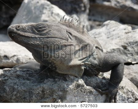 spiny tailed Schwarzleguan