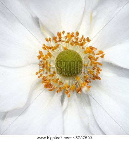 Anemone