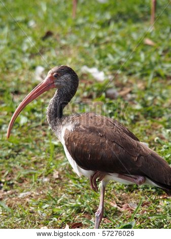 Juvenile American White Ibis Posing on One Foot