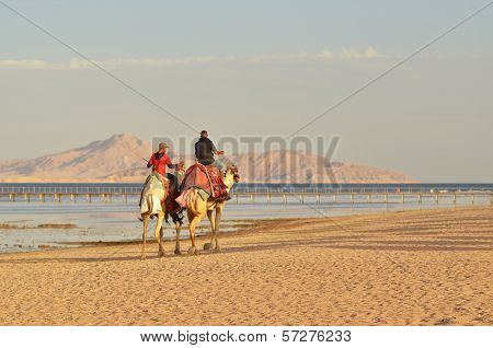 Camel riders at sunset