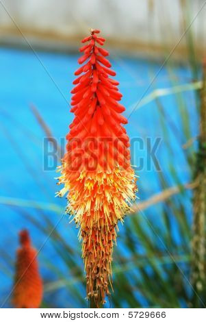 Planta coralino