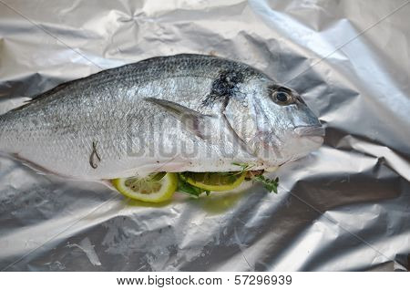 Gilthead seabream