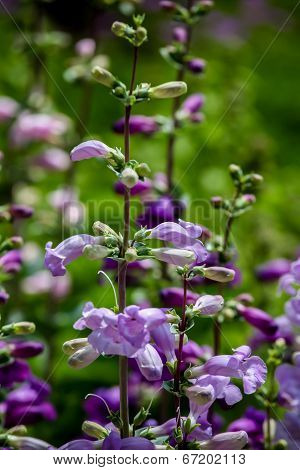 Pikes Peak Purple (penstemon Mexicali)