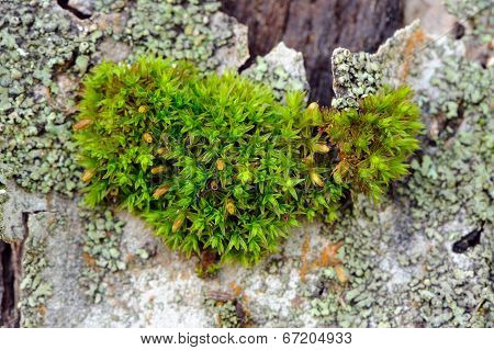 Moss On Tree Bark Close-up