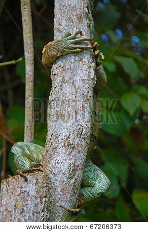 Lizzard on a tree