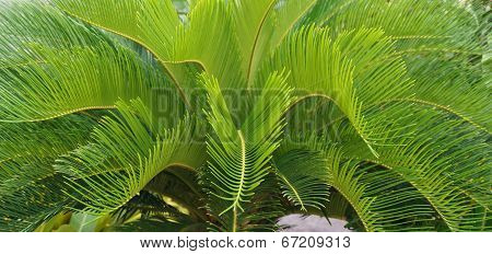 Cycas Circinalis L., Cycadaceae.