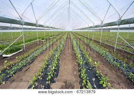 Paprika In Greenhouse