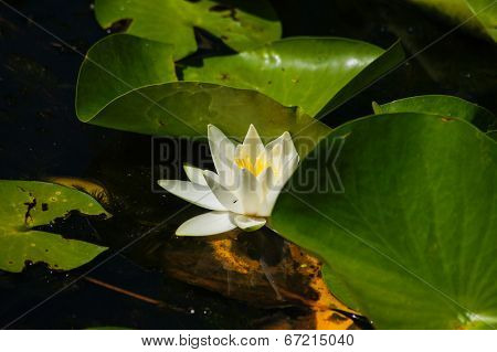Water Lily