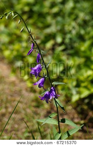Bellflower