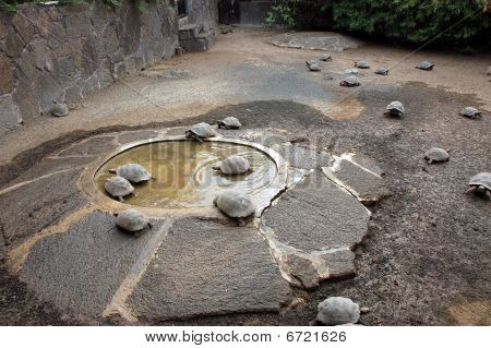 Młode żółwie gospodarstwa, Galapagos.