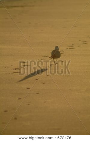 beachwalk