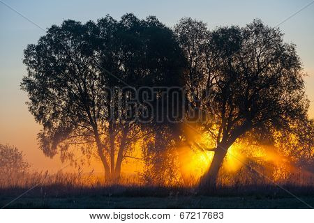 Foggy landscape with a  tree silhouette
