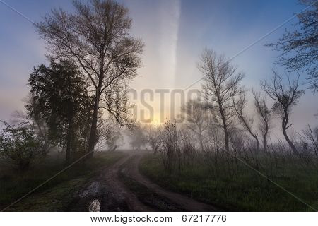 Foggy landscape with a  tree silhouette
