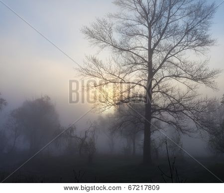 Foggy landscape with a  tree silhouette