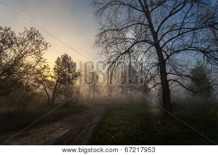 Foggy landscape with a  tree silhouette