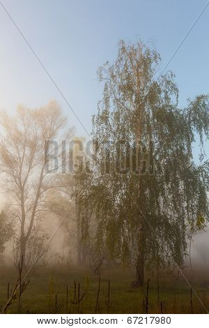 Foggy landscape with a  tree silhouette