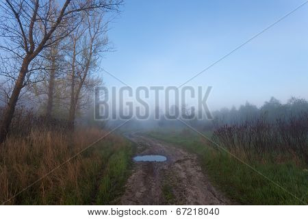 Foggy landscape with a  tree silhouette