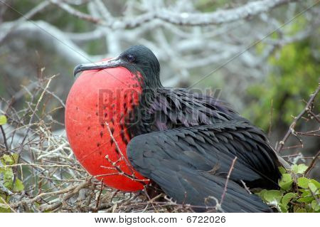 Uccello fregata.