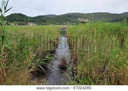 Wetland Vegetation