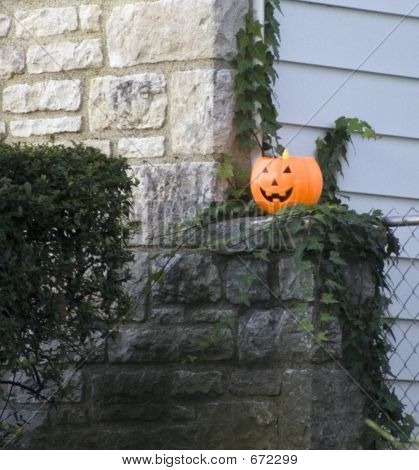 Zucca solitario