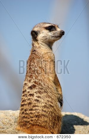 Suricate
