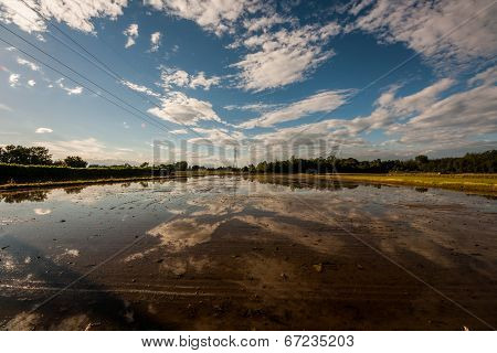 Paddy field