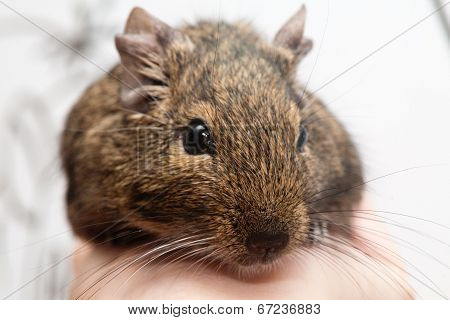 Degu Pet