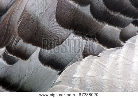 Detailed feathers