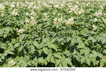 White Flowers With Yellow Stamens Of Potato Plants