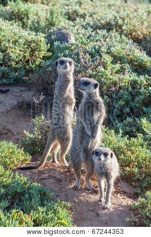Oudsthoorn Meerkat Adventures