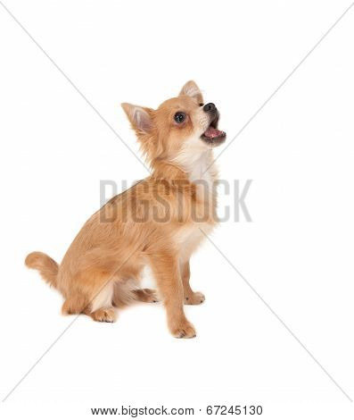 Long Haired Chihuahua Puppy Dog