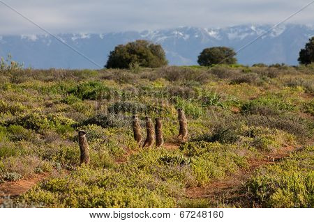 Oudsthoorn Meerkat Adventures