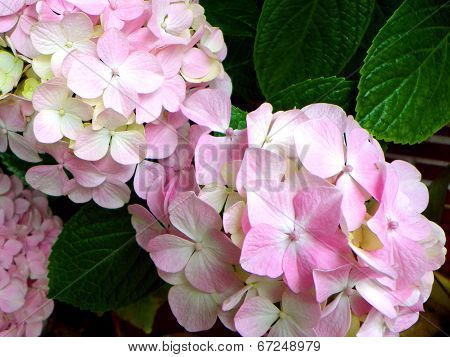 hydrangea
