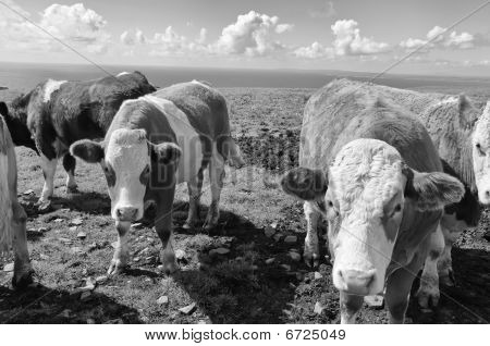 Żywe fotografii zdjęcie krowy/byków nad patrząc oceanu