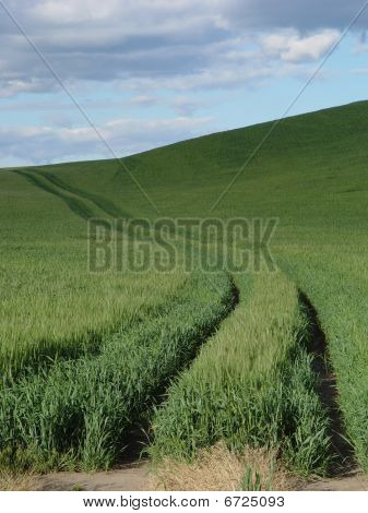 Campo di grano