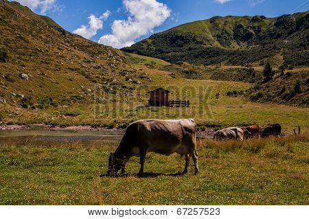 Pasture Montano