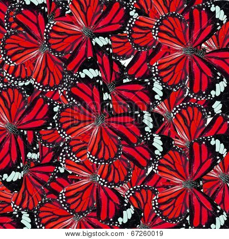 Background Texture Made Of  Red Common Tiger Butterflies In Fancy Color And Patterns