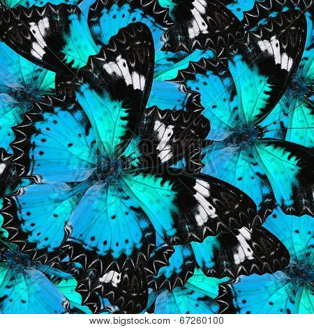 Beautifu Sweet Blue Butterflies In Full Framing Background Texture