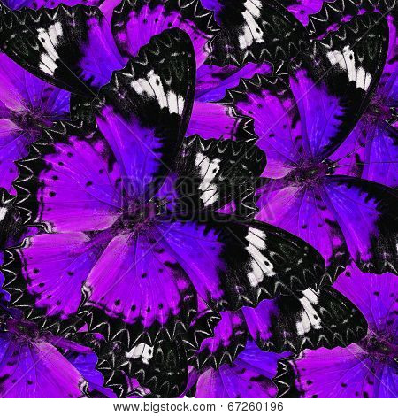 Beautifu Sweet Purple Butterflies In Full Framing Background Texture