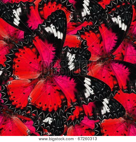 Beautifu Sweet Red Butterflies In Full Framing Background Texture