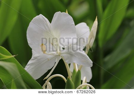 Ginger Lily flower ,Butterfly Ginger,Butterfly Lily,Garland Flower