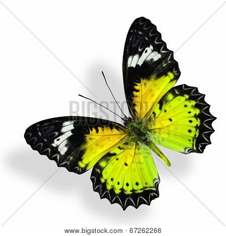 Beautiful Flying Yellow Butterfly Isolated On White Background With Soft Shadow
