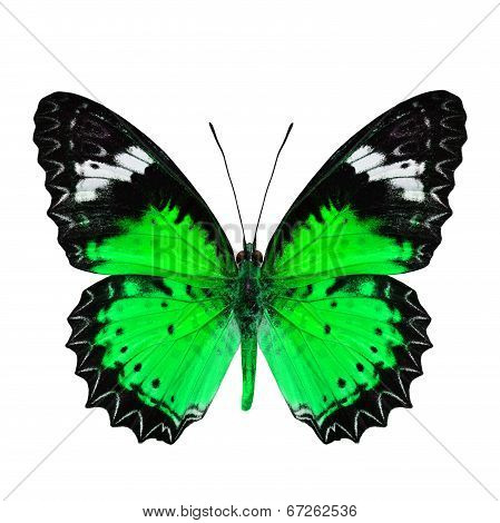 Beautiful Green Butterfly In Fancyl Color Profile Isolated On White Background