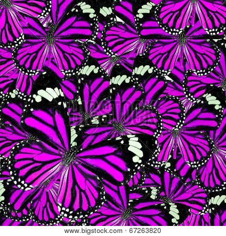 Beautiful Pink Background Texture Made Of Common Tiger Butterflies In Fancy Color And Patterns