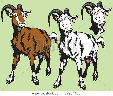 Goat
