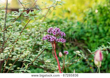 Badan. Flowers Bergenia.