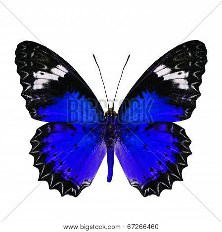 Blue Butterfly In Fancy Color Profile Isolated On White Background