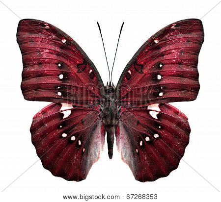 Close Up Of Red Butterfly In Fancy Color Isolated On White Background