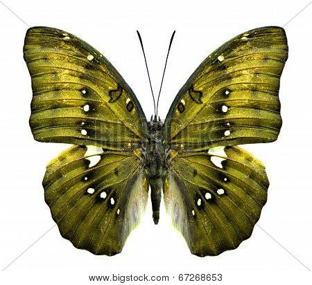 Close Up Of Yellow Butterfly In Fancy Color Isolated On White Background