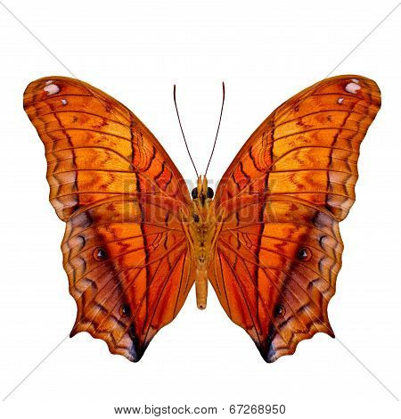 Common Commander Butterfly Lower Wing Profile In Natural Color Isolated On White Background